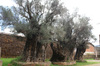 Olive_trees_tzintzuntzan Olive_trees_tzintzuntzan