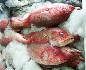 Huachinango_mercado_del_mar Huachinango_mercado_del_mar