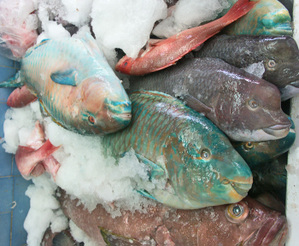 Misc_fish_mercado_del_mar Misc_fish_mercado_del_mar