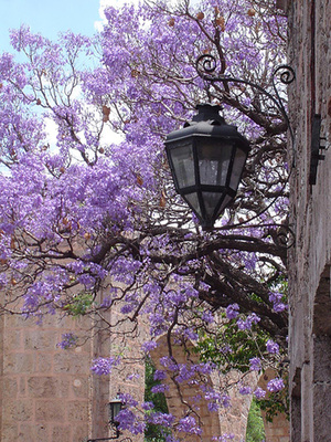 Morelia_with_jacarandas