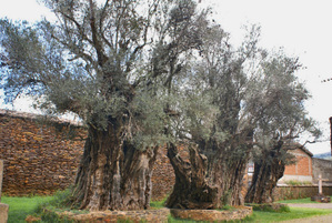 Olive_trees_tzintzuntzan Olive_trees_tzintzuntzan