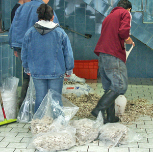 Shoveling_shrimp_mercado_del_mar_3 Shoveling_shrimp_mercado_del_mar_3