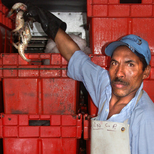 Shrimp_mercado_del_mar Shrimp_mercado_del_mar