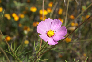 Wild_cosmos_capula