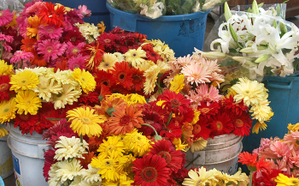 Daisies_and_lilies Daisies_and_lilies