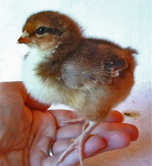 Baby_chick