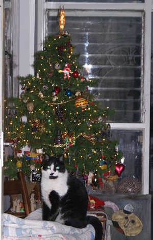 Chepo_and_the_tree Chepo_and_the_tree