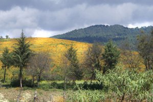 Capula_countryside_2 Capula_countryside_2