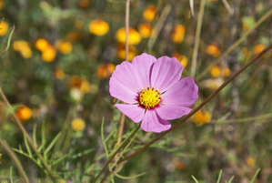 Cosmos Cosmos