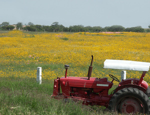 Los_altos_flower_field Los_altos_flower_field