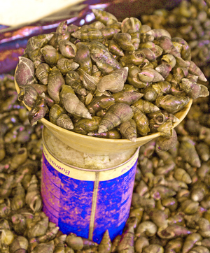 Caracol_del_rio Caracol_del_rio