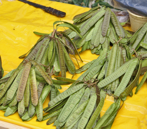 Guajes_con_hule_amarillo Guajes_con_hule_amarillo