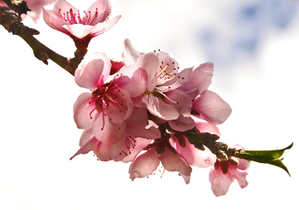 Peach_blossoms Peach_blossoms