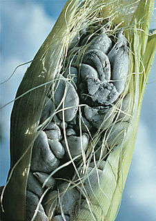 Corn Smut