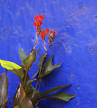 Sun on Leaf, Red Star Cafe