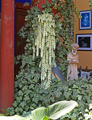 San Francisco de Asis