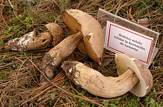 Boletus edulis