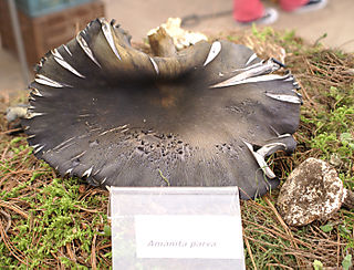 Amanita parva