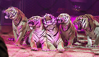 The Roar of the Greasepaint...