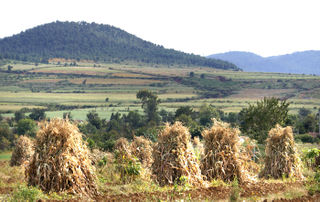 Paisaje Otoñal, Cuanajo