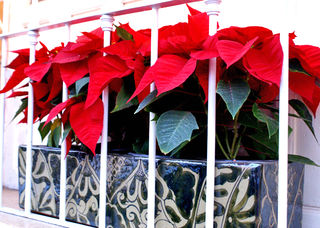 Windowbox Nochebuenas