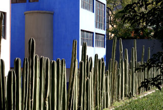 Fence Cactus