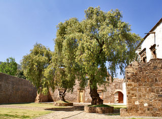 Patio Ex-Convento con Pirul