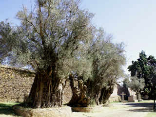 Tzintzuntzan Olive Trees