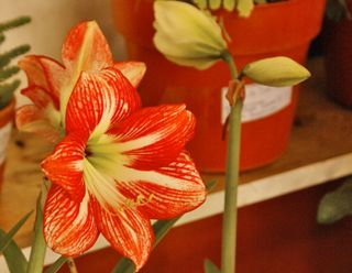 Azucena (Amaryllis)