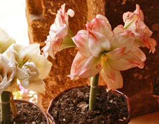Azucena (Amaryllis) Pink and White