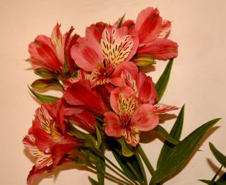 Alstromeria (Peruvian Lily)