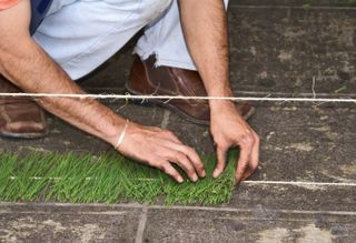 Hojas de Pino al Acomodarse 2