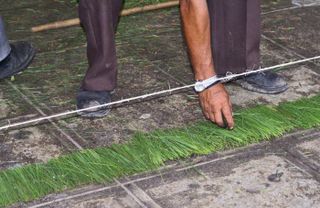 Hojas de Pino al Acomodarse 3