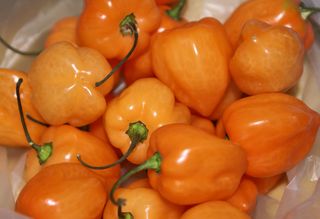 Chile Habanero