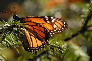 Monarch Closeup