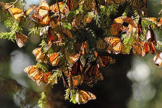 Monarchs Thick in the Trees
