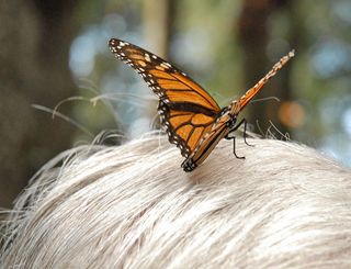 Monarch on White Hair