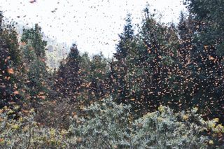Monarchs in the Trees, Betsy