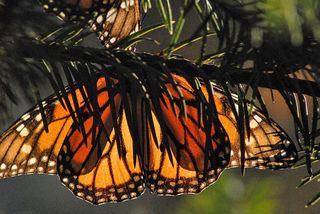 Monarch Stained Glass