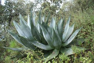 Agave atrovirens