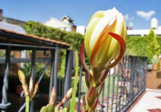 Epiphyllum 6 boton grande mejor