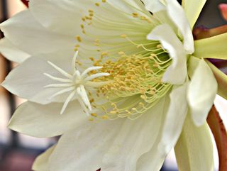 Epiphyllum 2 de cercas