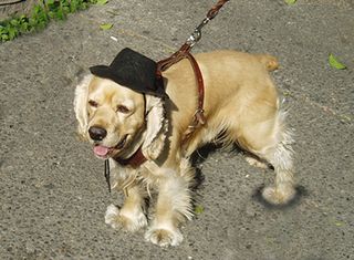 Hat and Dog in the DF