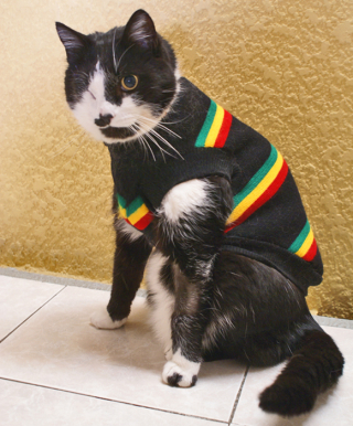 Chepo in his Sweater January 2010