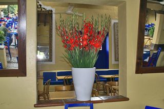 Tepoztlán El Ciruelo Gladiolas
