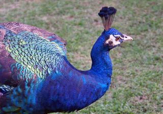 Las Mañanitas Pavoreal