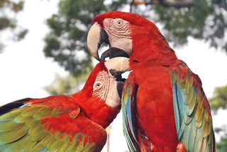 Las Mañanitas Guacamaya