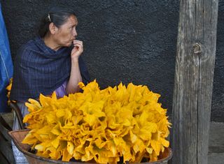 Flor de Calabaza por Roset