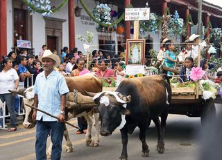 Sta Clara Siembra de Trigo