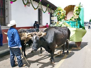 Sta Clara Queen's Cart